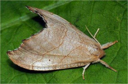 Серпокрылка &amp;quot;Сухой лист&amp;quot;