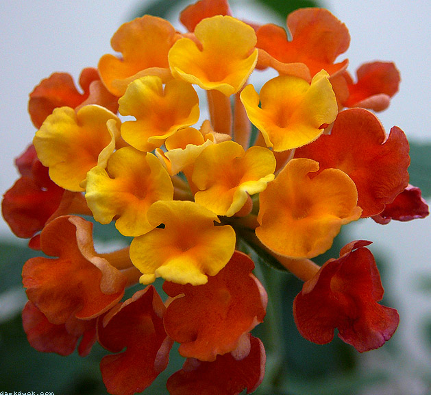 Lantana