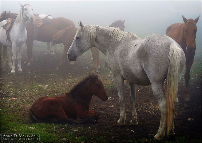 Лошади в тумане 