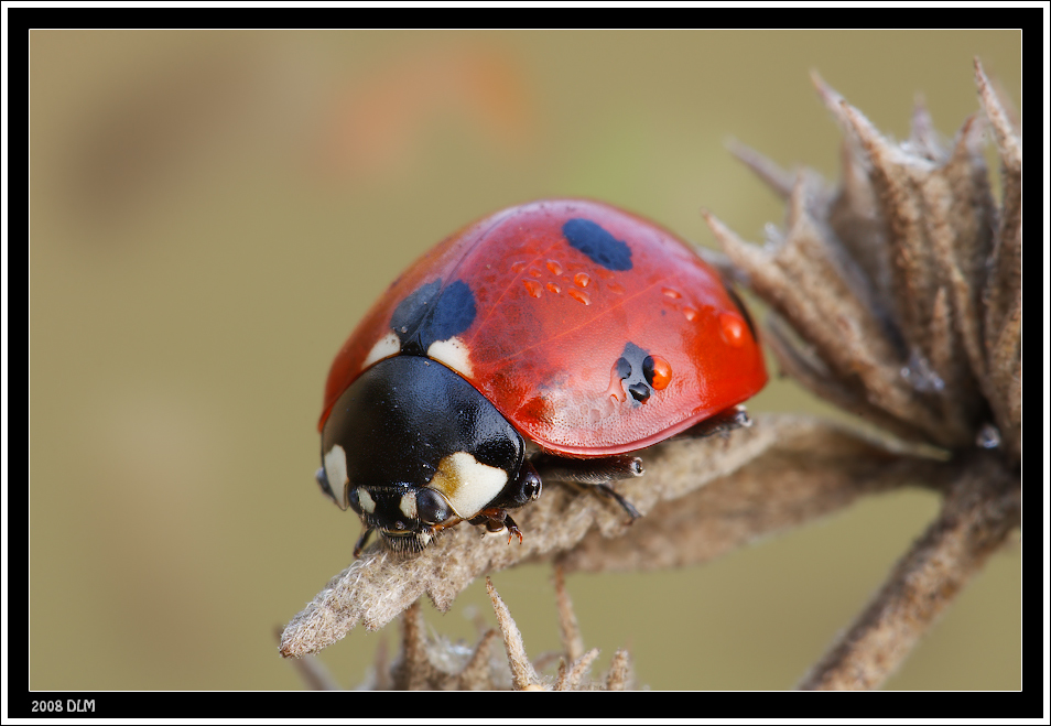 Ladybug