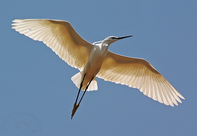 Egretta garzetta