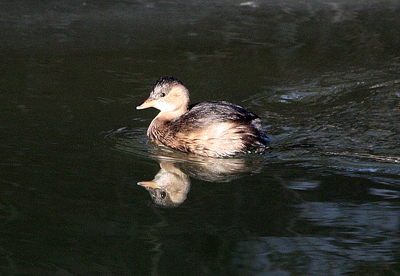 Tachybaptus fuficollis(малая поганка?)