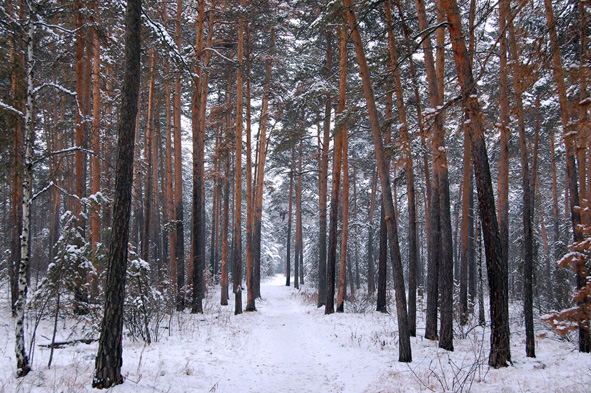 зимний лес