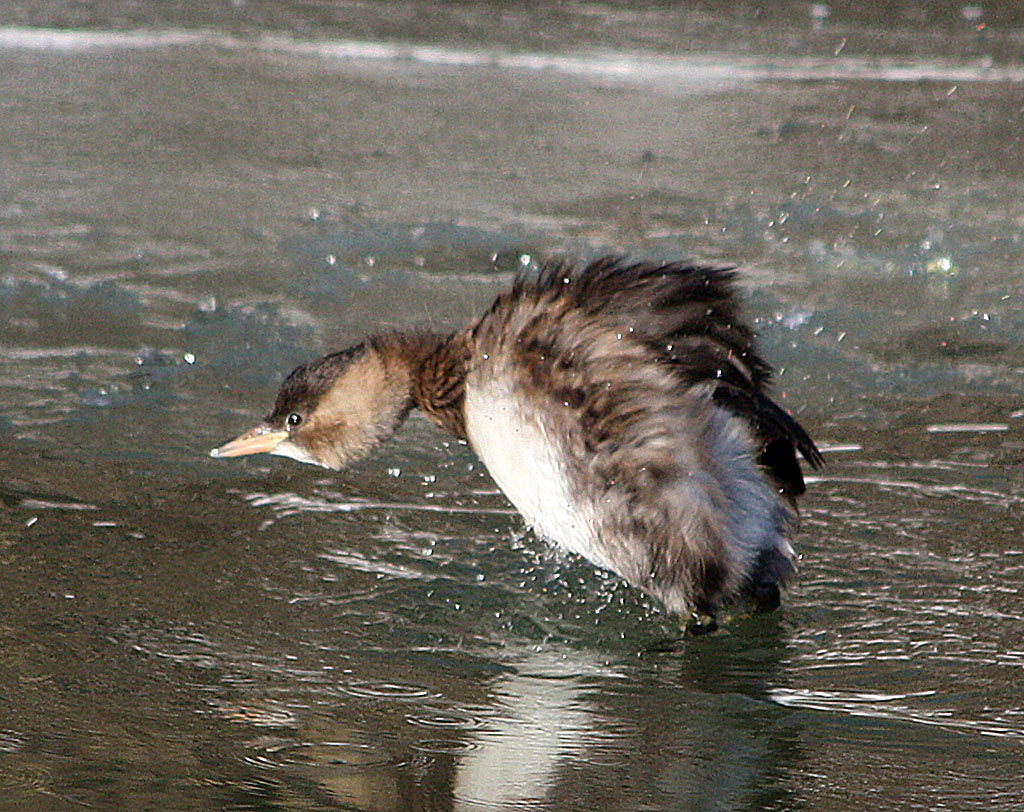 Tachybaptus fuficollis(малая поганка?)