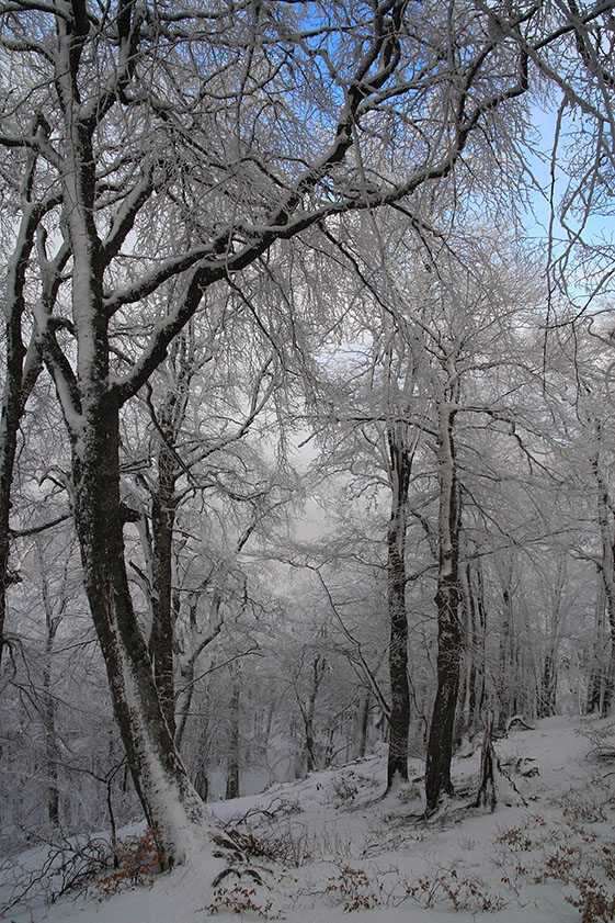 Зимний лес.