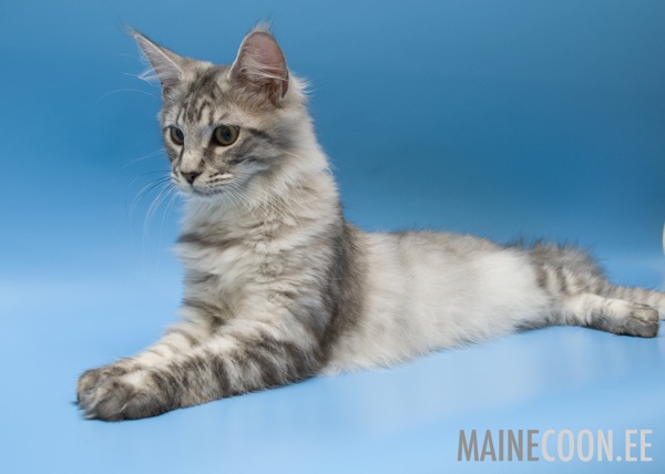 Elwood mainecoon.ee