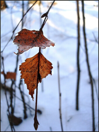 Запоздалая березовая осень...