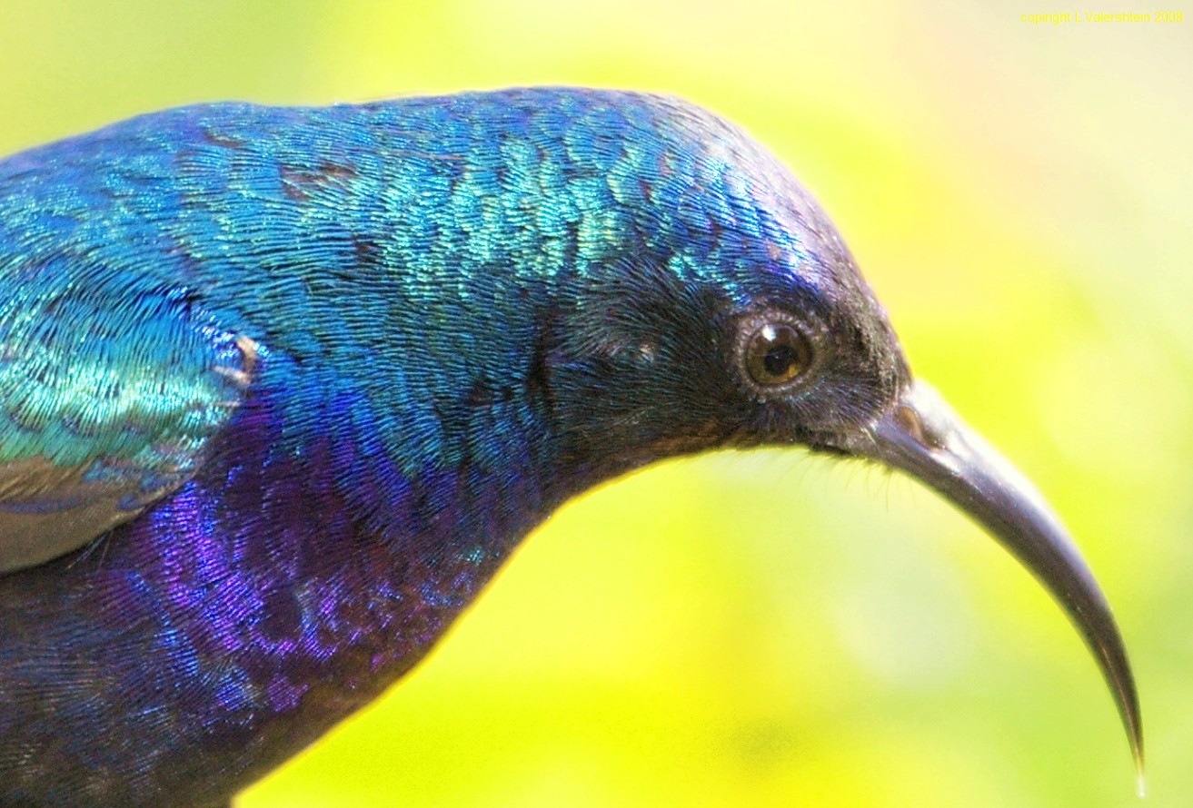 НЕКТАРНИЦА NECTARINIA OSEA PALESTINE SUNBIRD