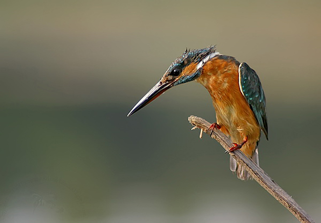 Kingfisher