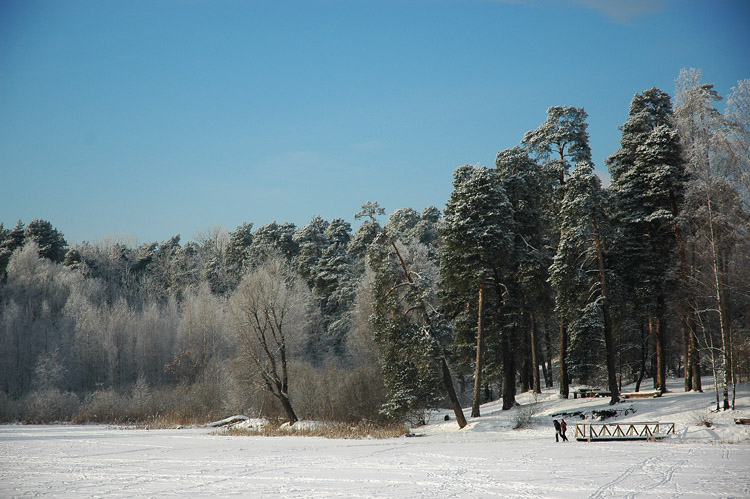 скрипучая