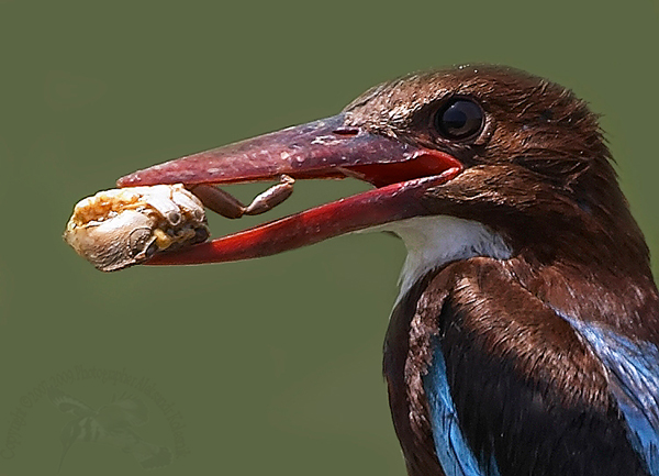 KingFisher(Зимородок Белогрудый)(Halcyon smyrnensi)