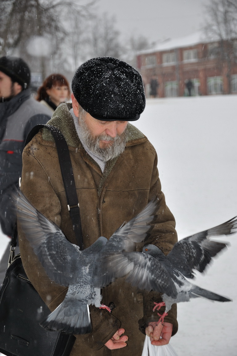 Голуби