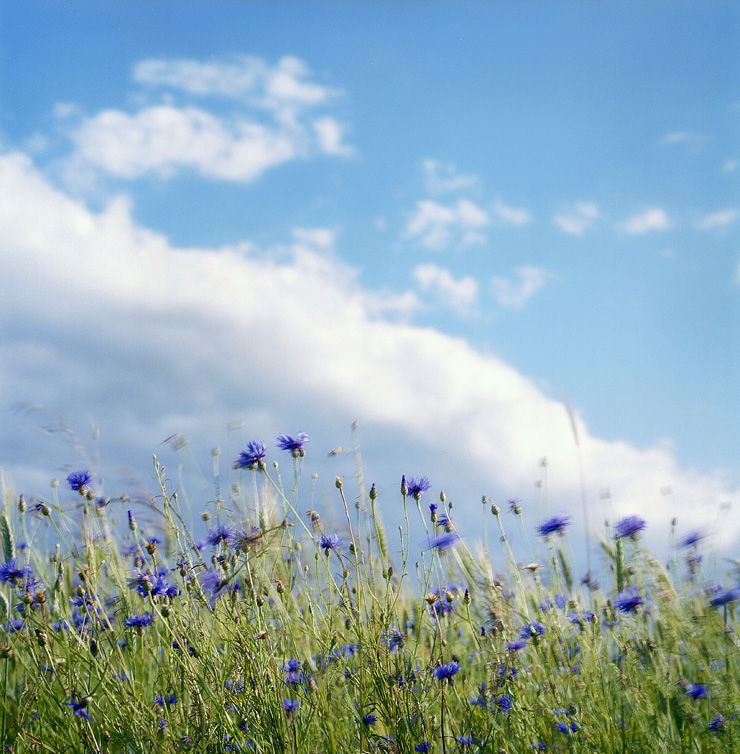 the wind and the bluets