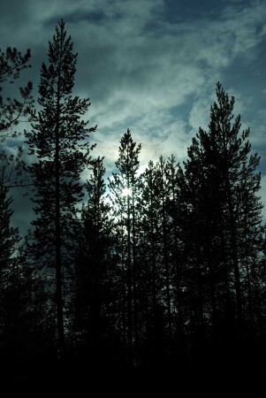 Солнце сквозь лес