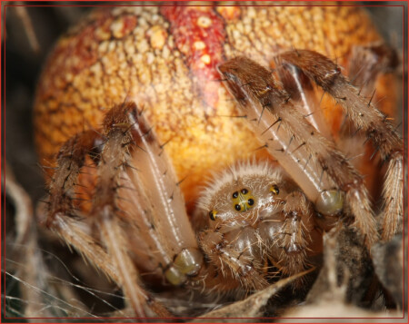 Взгляни, взгляни в глаза мои суровые... 