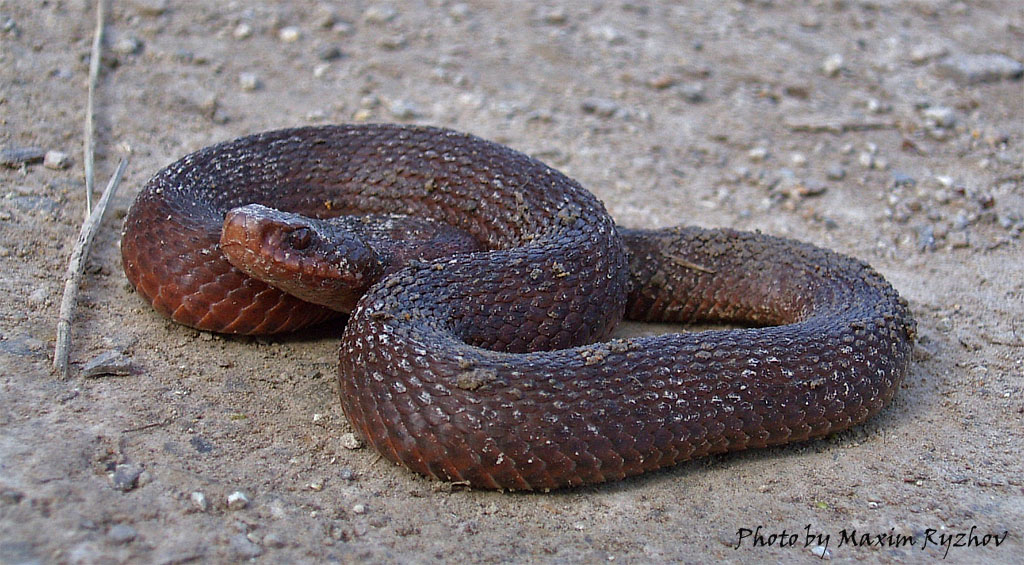 Гадюка обыкновенная (Vipera berus)