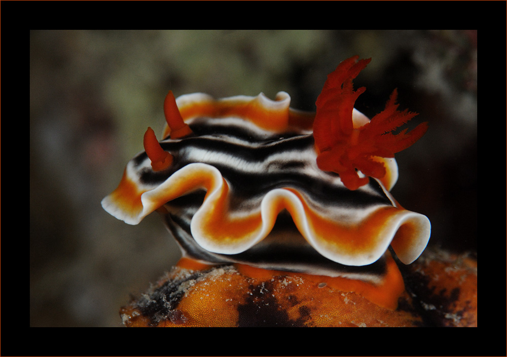 Nudibranch