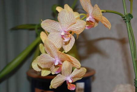Орхидея