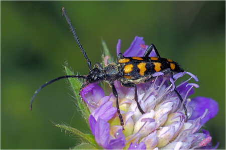 Усач - Leptura quadrifasciata