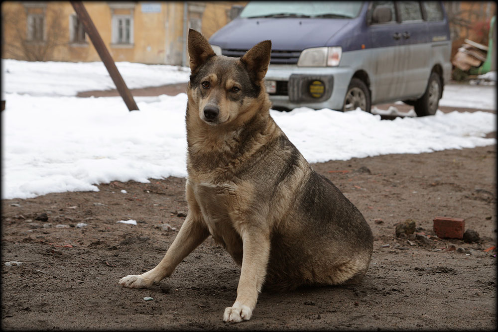 Сучка дворовая