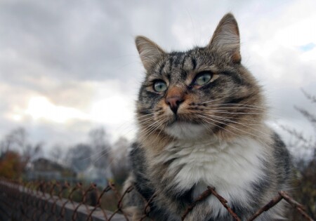 а где-то там наверно свобода...