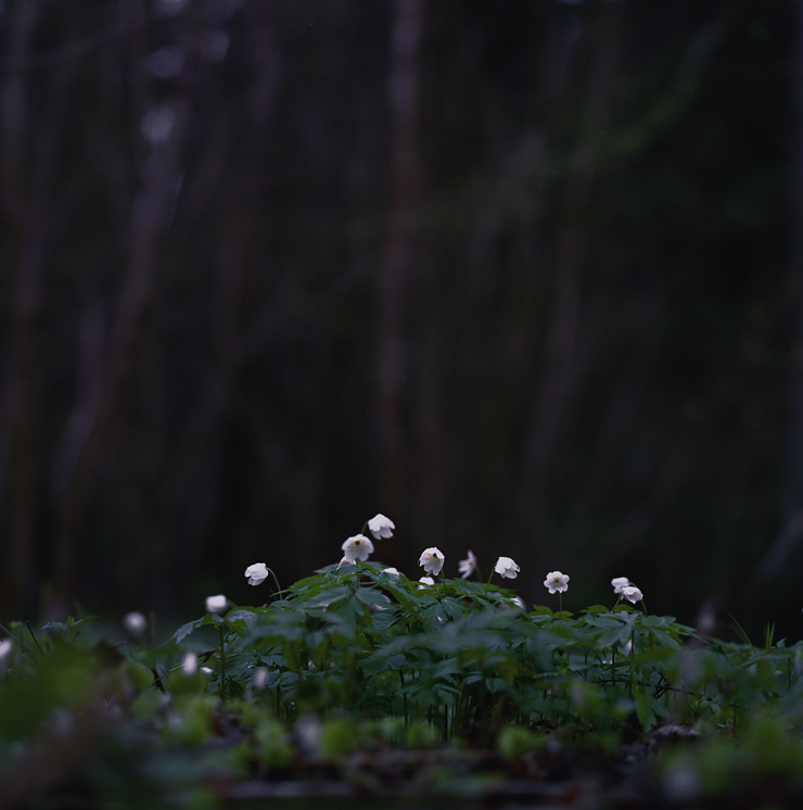 early spring flowers