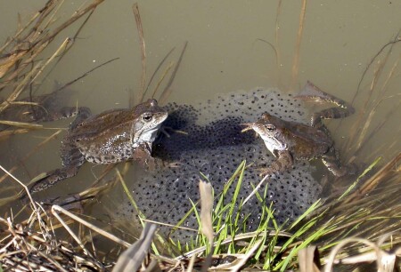 Все как у людей 1