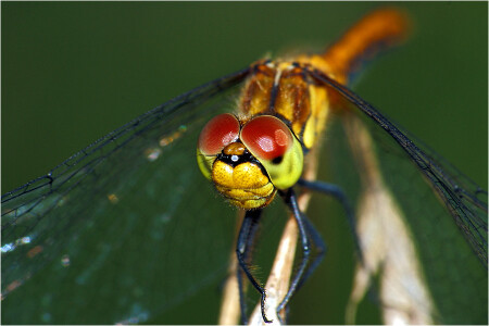 Стрекоза кроваво-красная