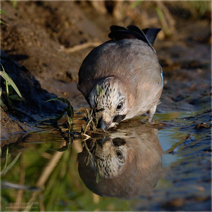 Водопой