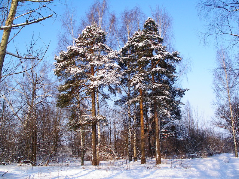 Мороз и солнце.