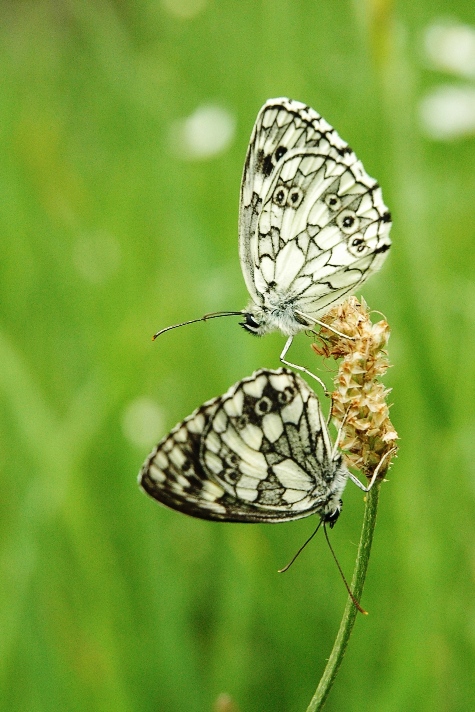 Butterflies