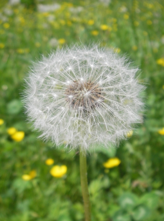 dandelion