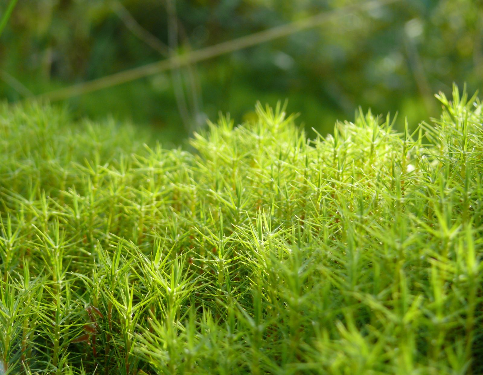 Кукушкин лен (Polytrichum-commune)