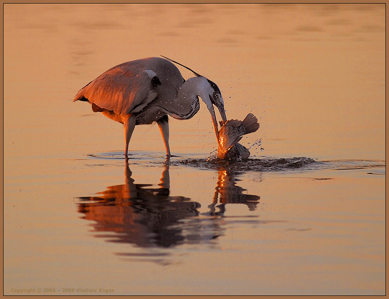 Sunset Fishing