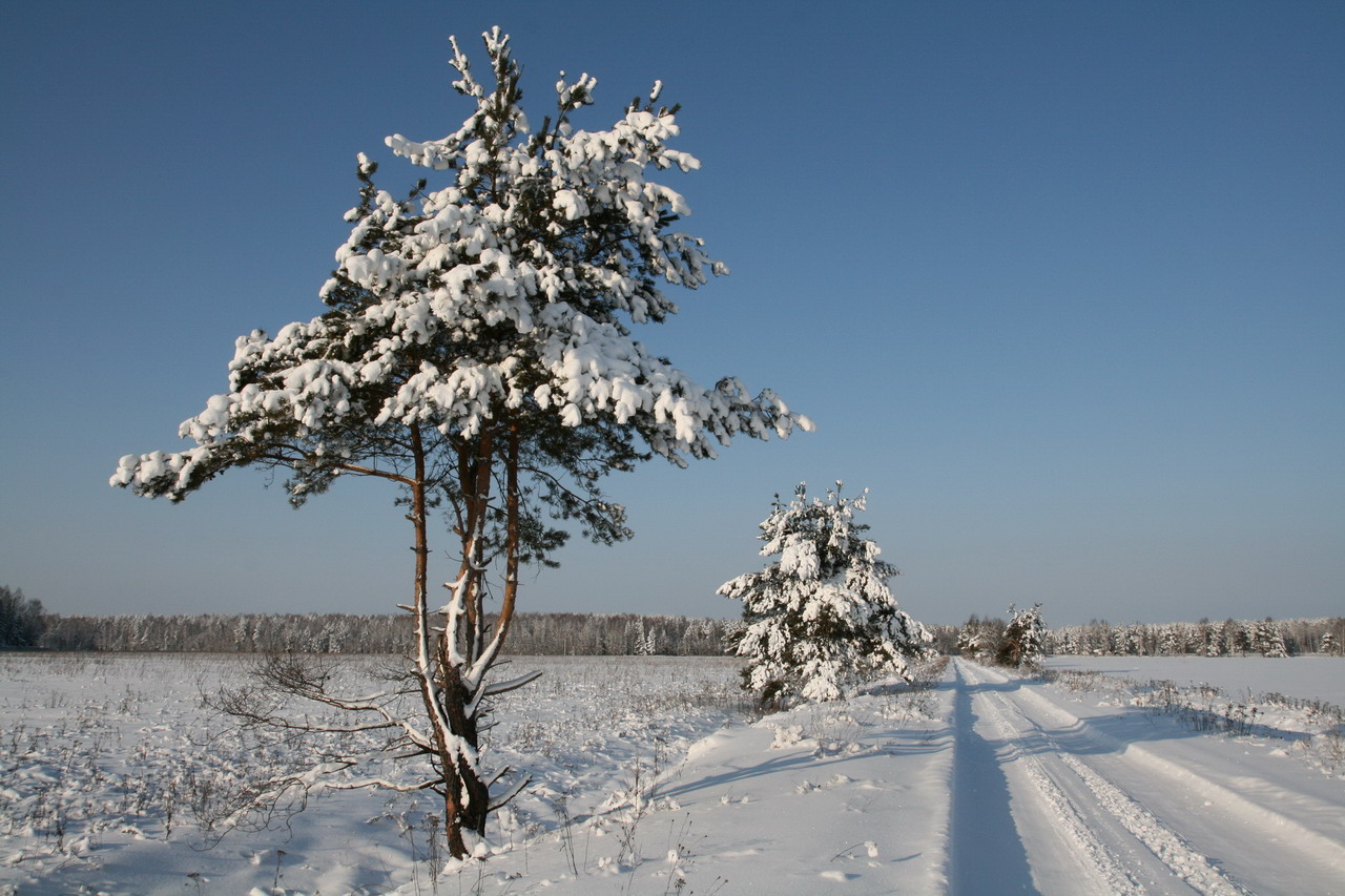 Дорога в зиму