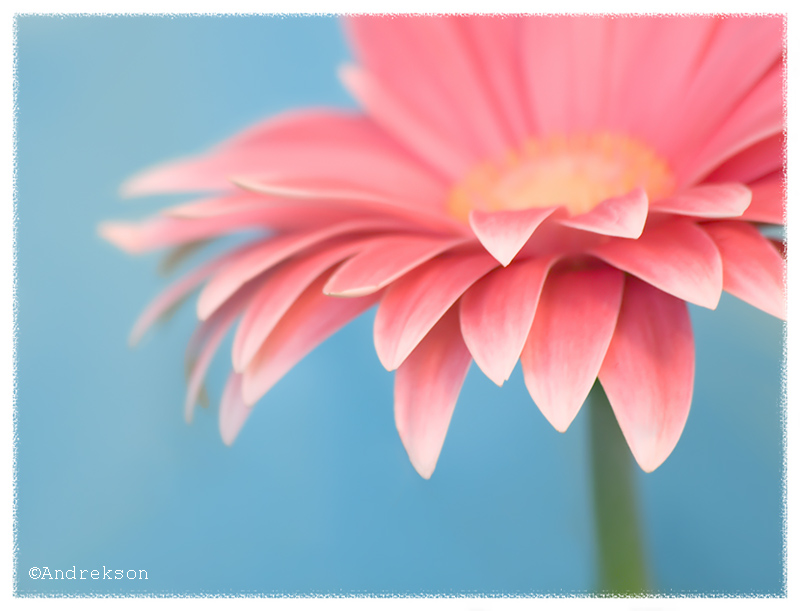 Gerbera