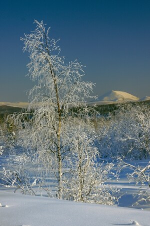 Мороз и солнце
