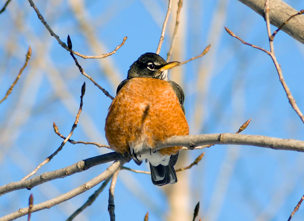 American Robin