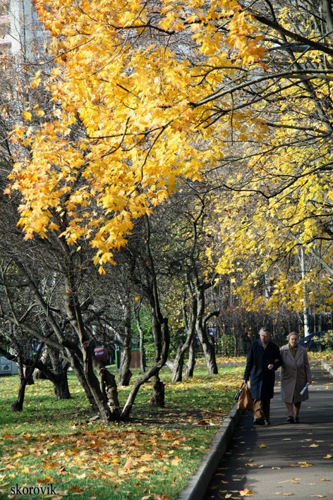 под сенью клена золотого