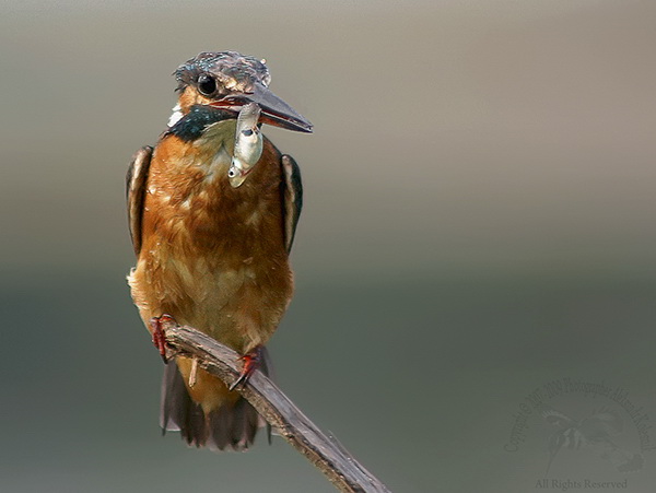 Зимородок обыкновеный(Alcedo atthis)