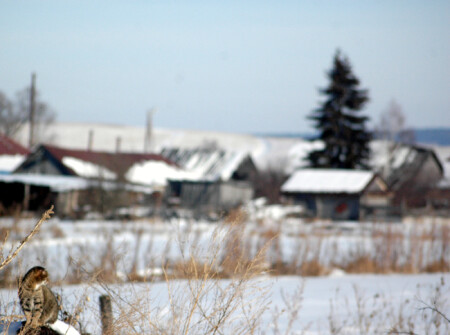 сельский кот