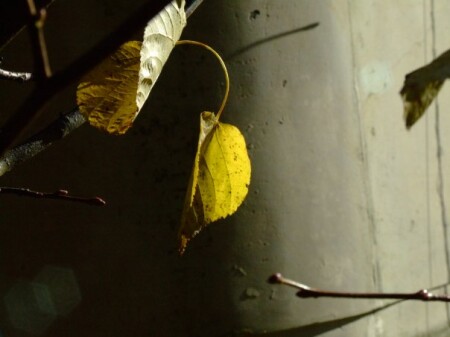 одинокий лист...