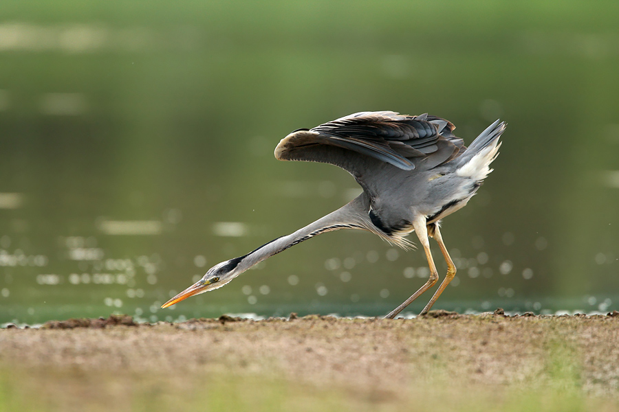 Серая цапля (Ardea cinerea)