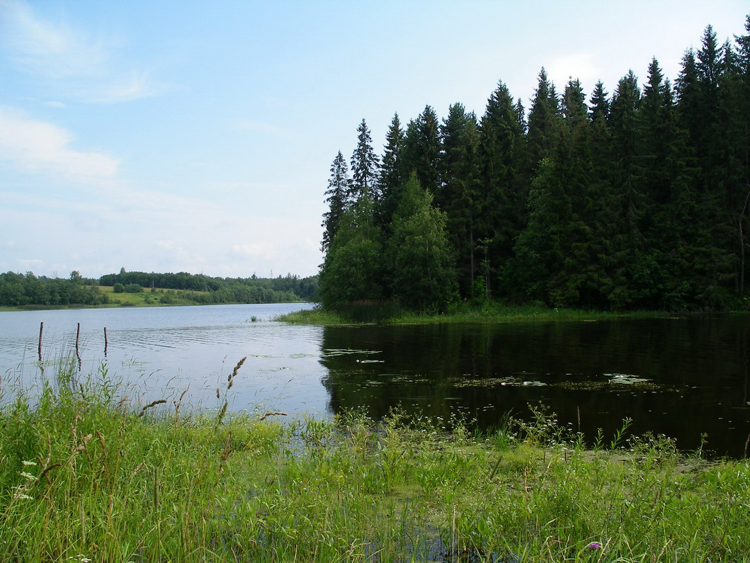 Лес &quot;вошедший&quot; в реку.