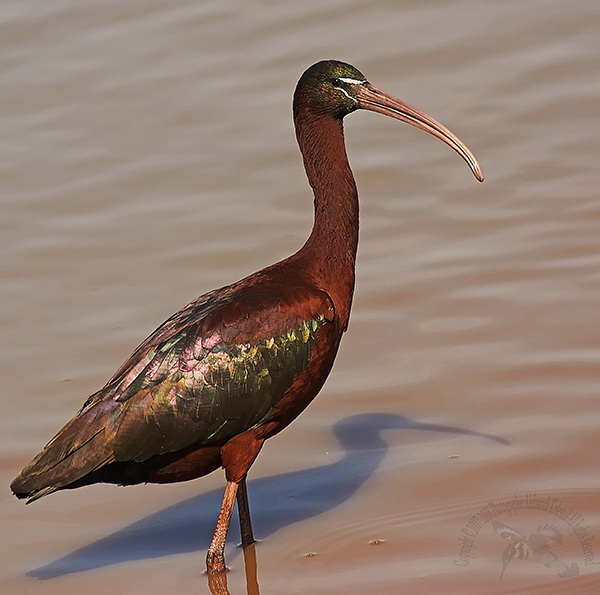 Каравайка (Plegadis falcinellus)