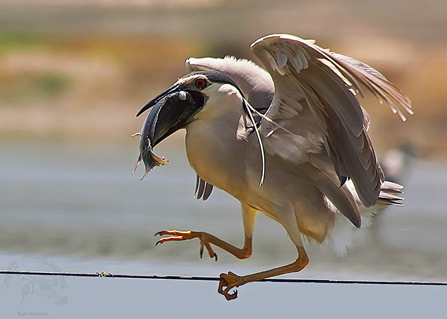 Обыкновенная кваква (Nycticorax nycticorax)