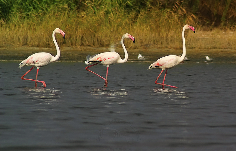 Розовый фламинго (Phoenicopterus roseus) 