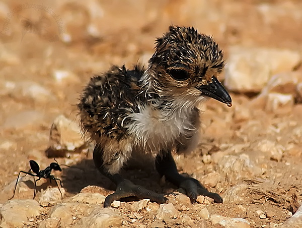 Чибис (Vanellus vanellus)