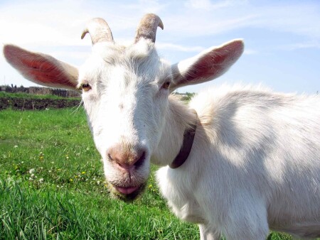 коза-&amp;quot;дереза&amp;quot;