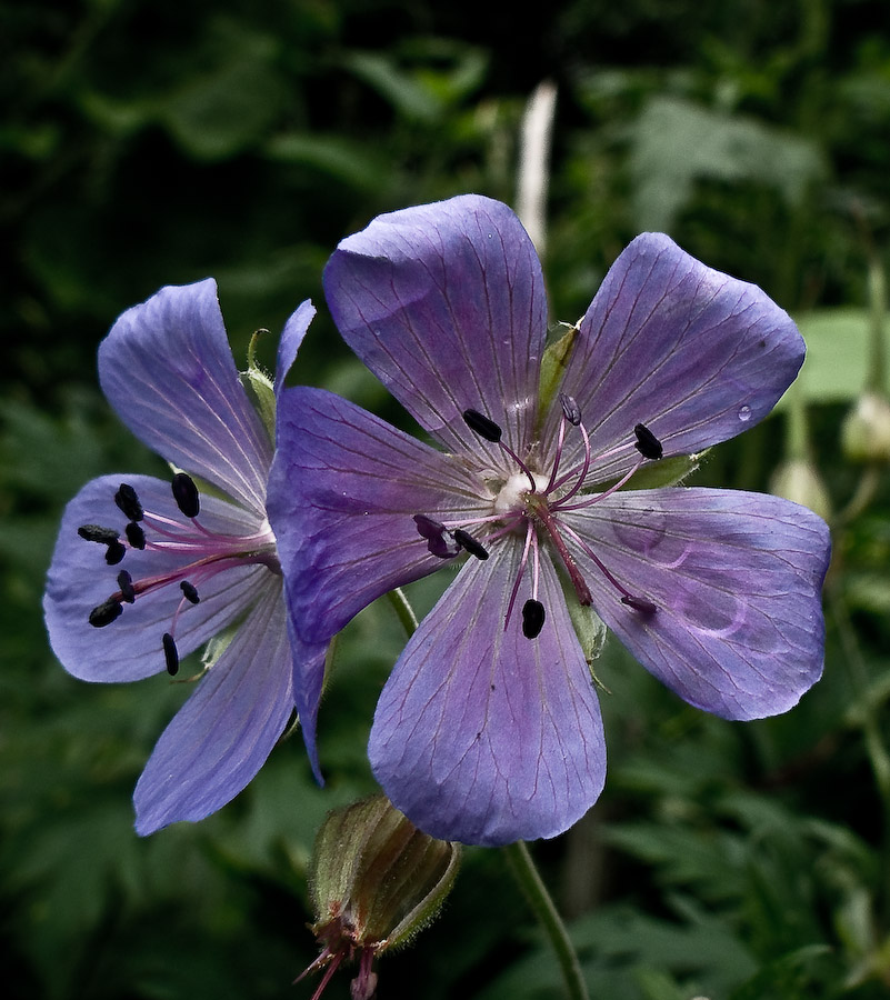 in violet